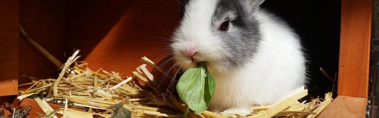 Ein Kaninchen sitzt in seinem Käfig und knabbert an einem Blatt.